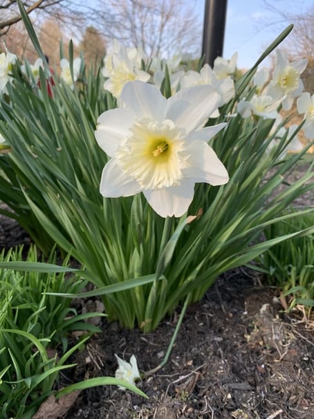 Daffodil from flower garden